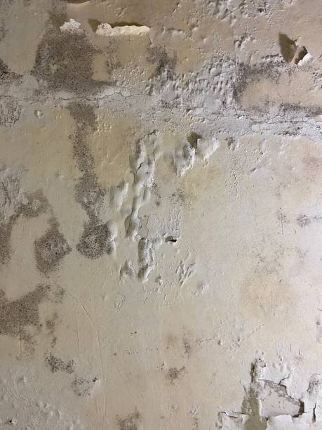 Best Industrial Mold Remediation in Bedford, IA