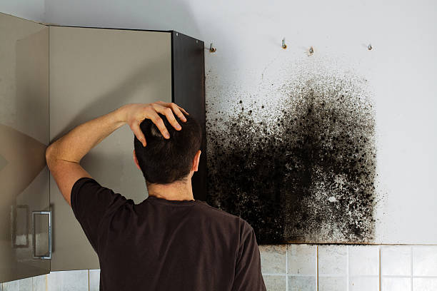 Best Attic Mold Remediation in Bedford, IA