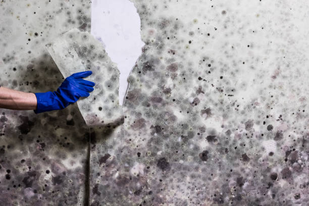 Best Health and Safety Mold Remediation in Bedford, IA